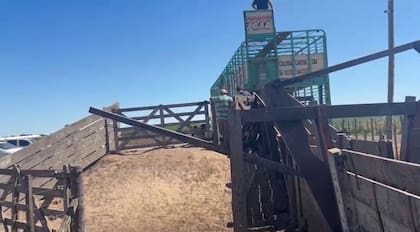 El momento en que se llevan los animales del campo de Carlos Lanser