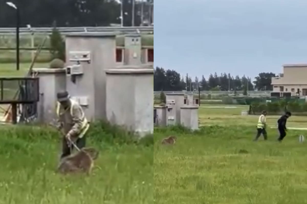 El momento en que un grupo de hombres agredió a un carpincho en Canning.