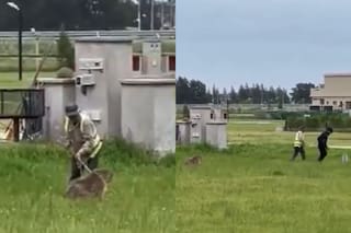 Atacaron a golpes a un carpincho en un barrio privado: quedó en estado crítico