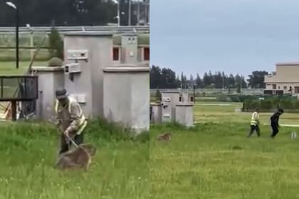 El momento en que un grupo de hombres agredió a un carpincho en Canning.