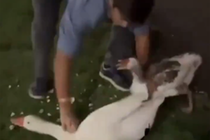 El momento en que un joven se robó a los dos gansos.