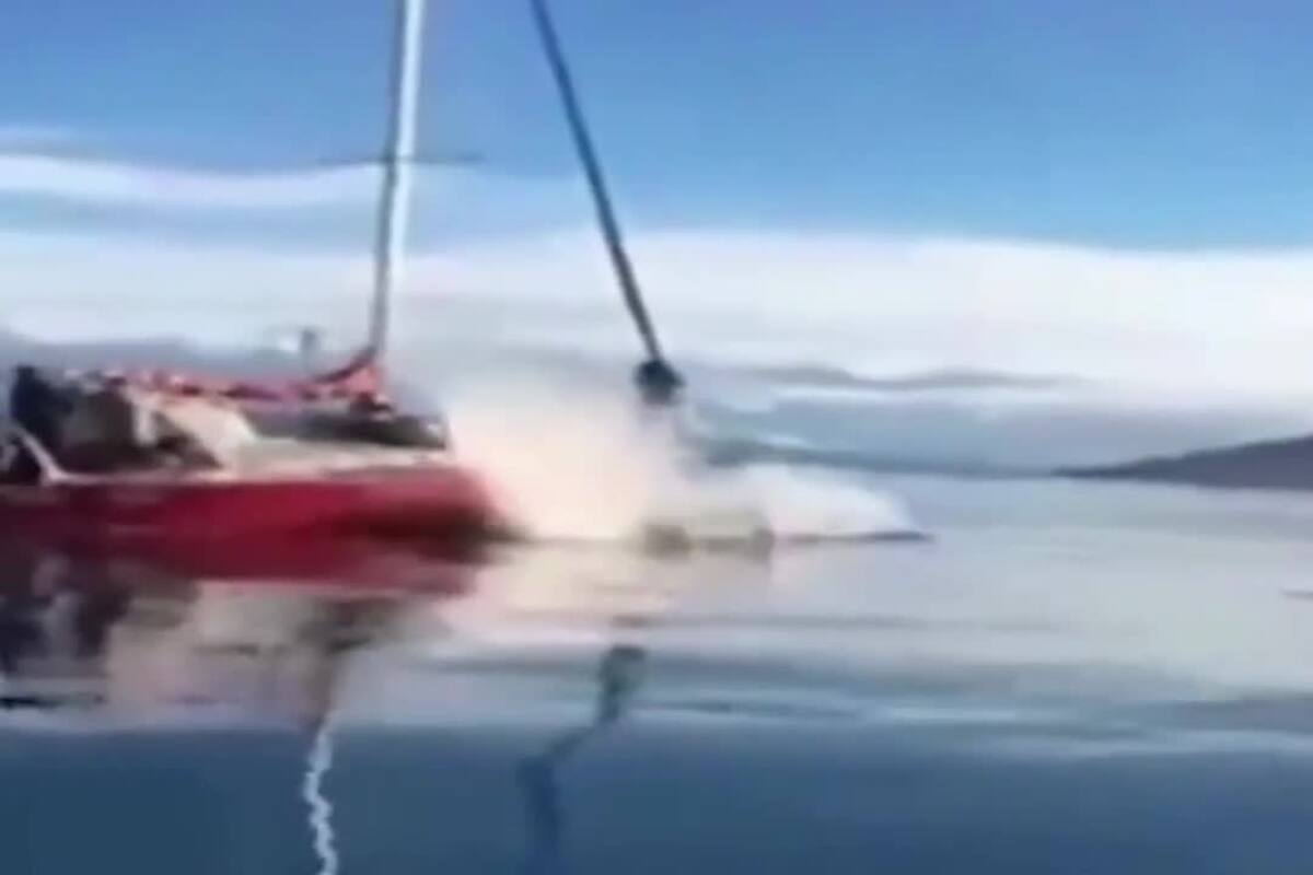 El momento en que un velero choca a una ballena en Tierra del Fuego