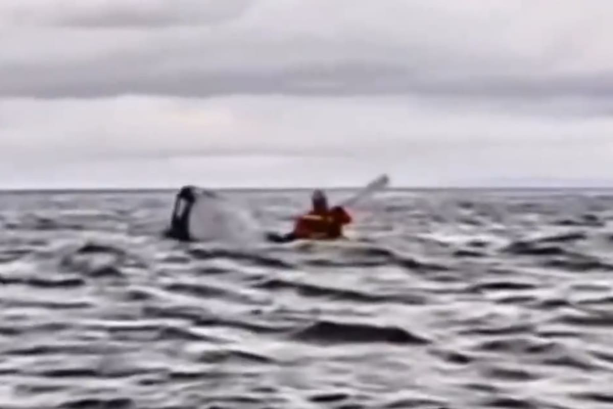 El momento en que una ballena jorobada se traga a un joven venezolano en el estrecho de Magallanes.