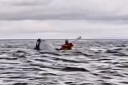 El momento en que una ballena jorobada se traga a un joven venezolano en el estrecho de Magallanes.