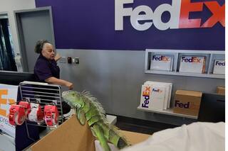 Abrieron un paquete de Fedex y saltó un animal que hizo correr a todos: era una iguana enviada por correo
