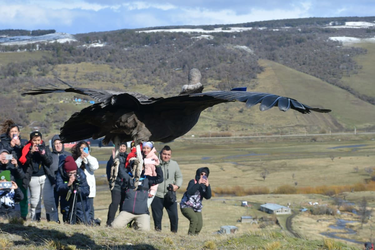 El momento en que Walaq remonta vuelo sobre el Valle del Cóndor en 28 de Noviembre, Santa Cruz.