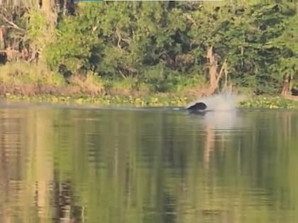 El momento exacto del ataque del caimán al oso negro