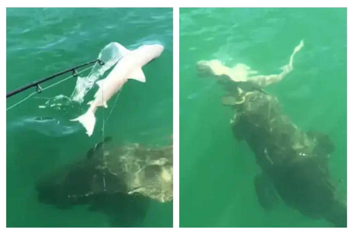 El momento exacto en el que el tiburón es devorado por el mero