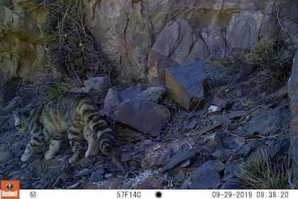 El momento exacto en el que las "cámaras trampa" captan al felino en zona rocosa, en la Reserva Natural Villavicencio.