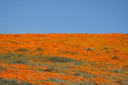 El momento máximo de florecimiento depende de cada región de California