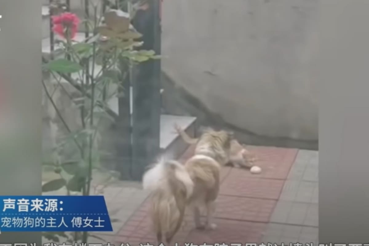 El momento se convirtió en un fenómeno dentro de la plataforma. Fuente: Douyin