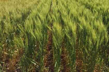 El monitoreo de los cultivos resulta fundamental en las etapas clave que determinarán los rindes futuros