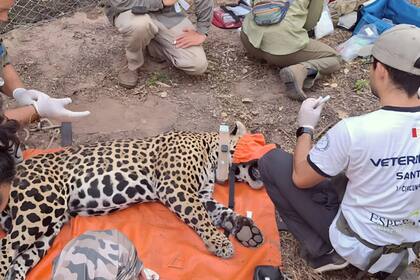 El monitoreo satelital del yaguareté contribuirá a recopilar datos cruciales sobre sus patrones de movimiento y uso del territorio