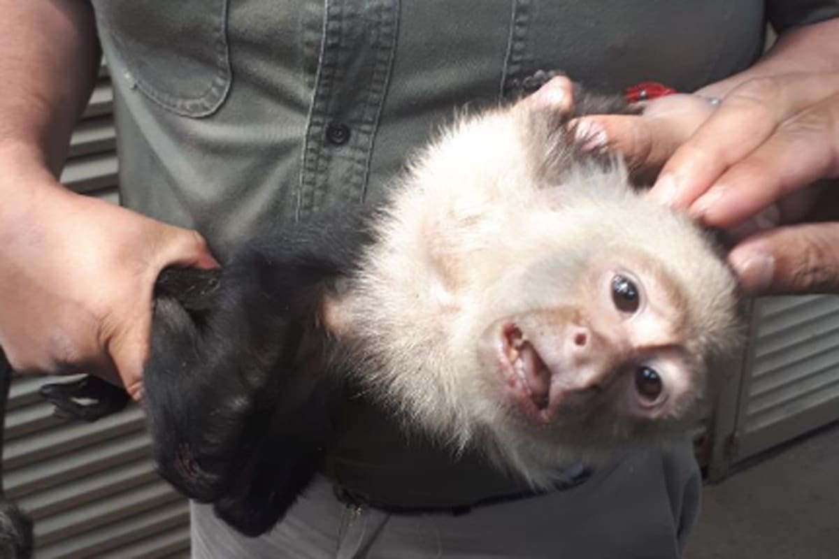 El mono capuchino fue capturado luego de estar suelto tres semanas en las calles de México