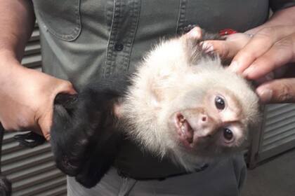 El mono capuchino fue capturado luego de estar suelto tres semanas en las calles de México