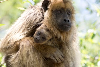 El mono carayá o aullador, declarado monumento natural de Corrientes, no es una mascota
