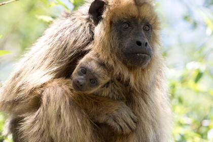 El mono carayá o aullador, declarado monumento natural de Corrientes, no es una mascota
