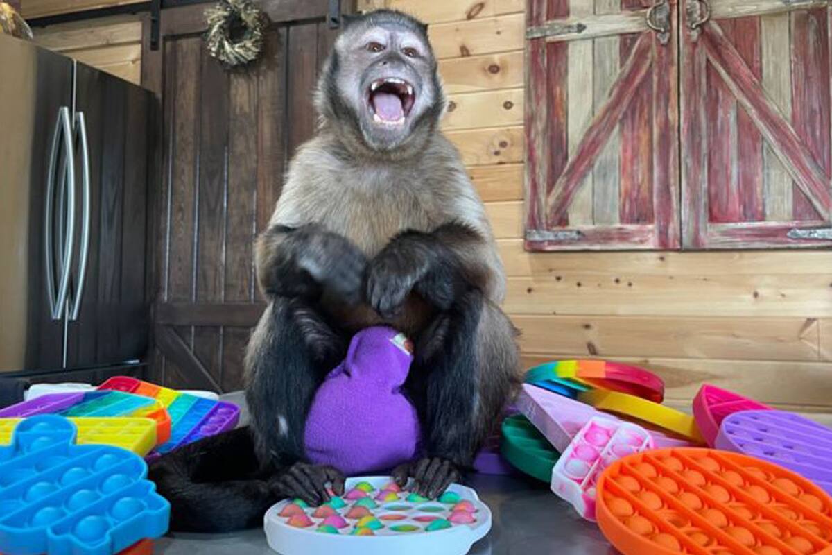 El mono con el juguete.