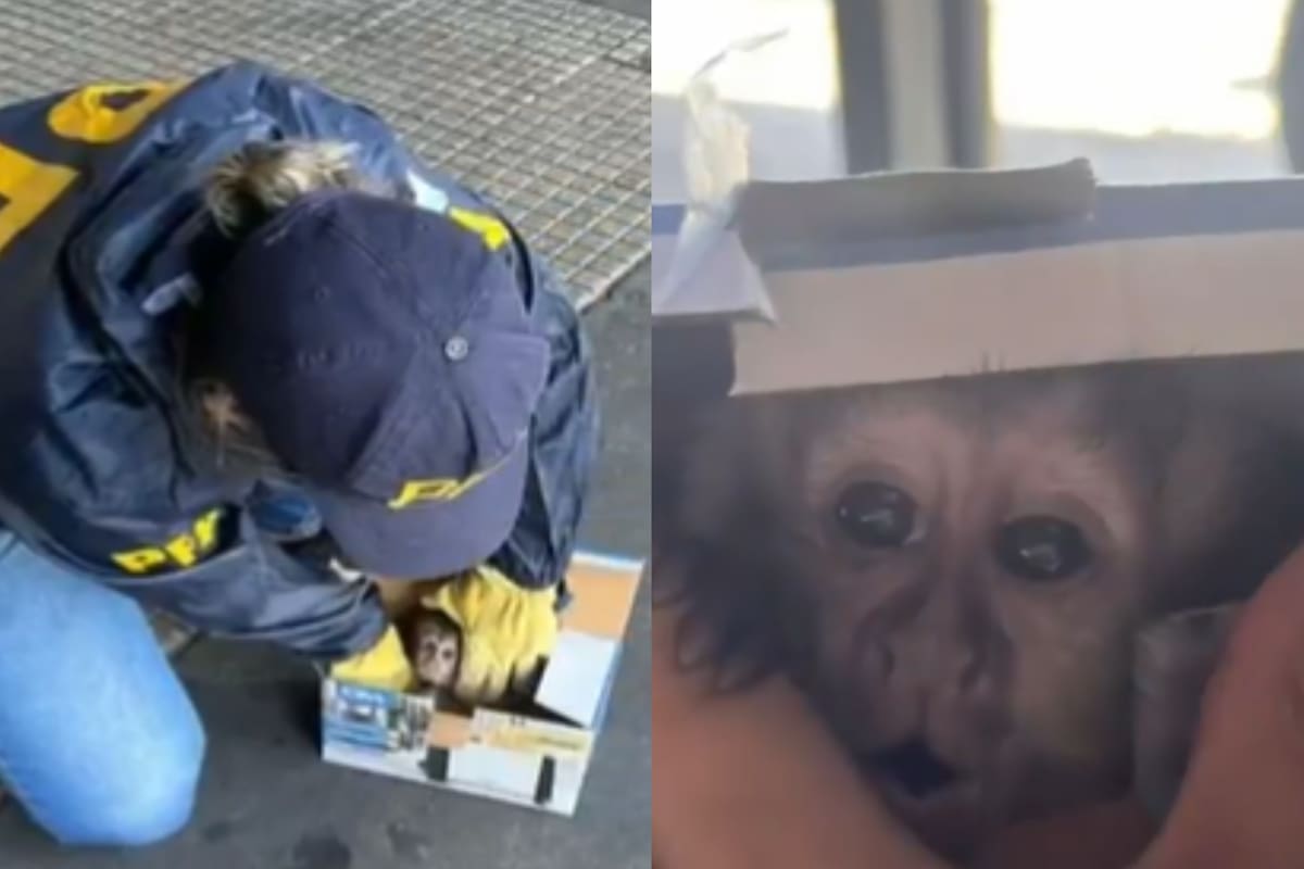 El mono que encontraron en Retiro este martes.