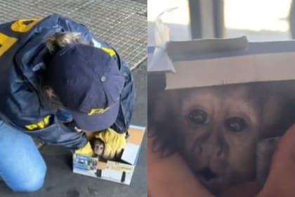 El mono que encontraron en Retiro este martes.