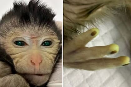 El mono quimérico nacido en el laboratorio chino presentaba células marcadas con proteína verde fluorescente