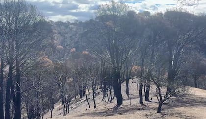 El monte quemado en Navas del Rey, España