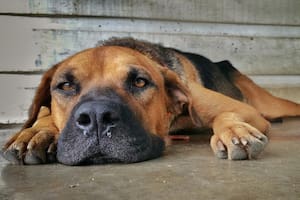 El moquillo no se cura, sólo se puede tratar para contribuir al bienestar del perro
