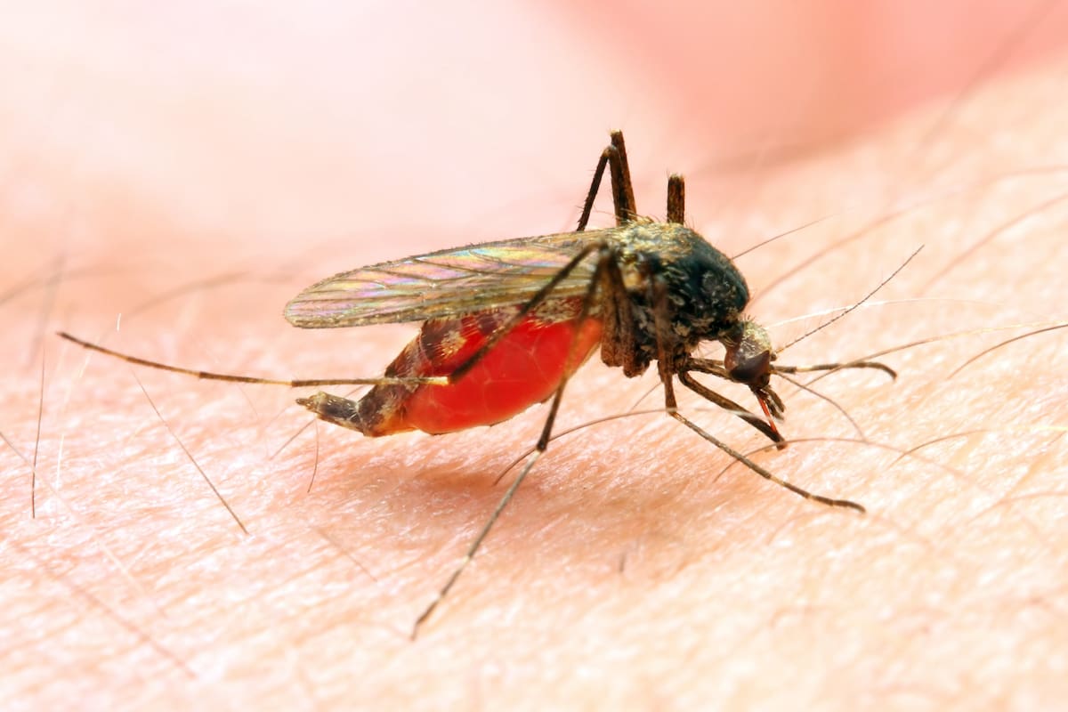El mosquito Anopheles