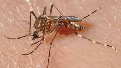 El mosquito Aedes aegypti