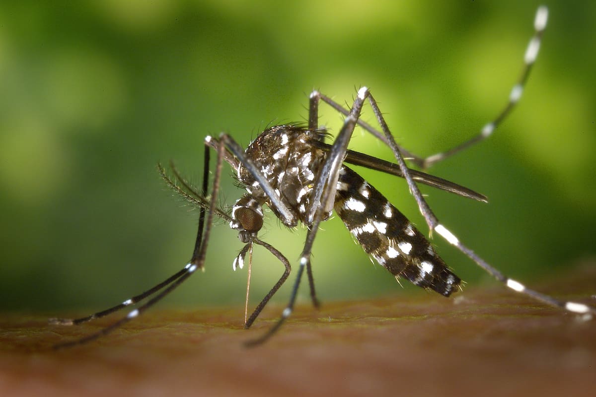 El mosquito Aedes aegypti