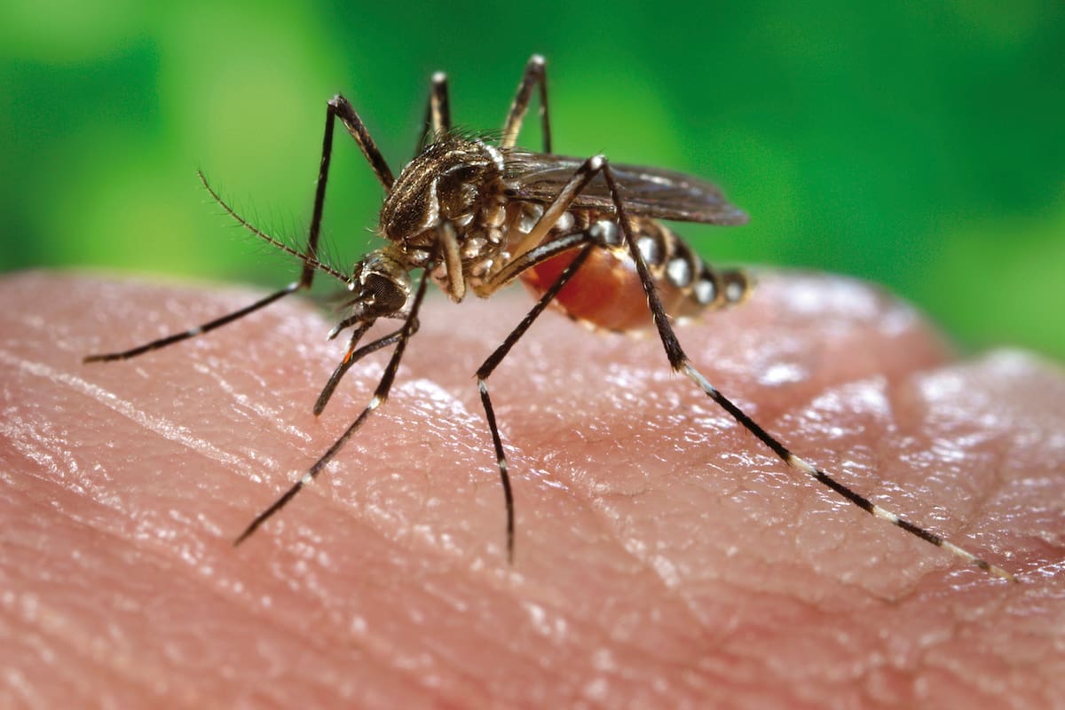 El mosquito Aedes aegypti tiene manchas blancas características en el cuerpo