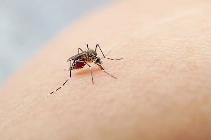 El mosquito Aedes aegypti, transmisor del dengue