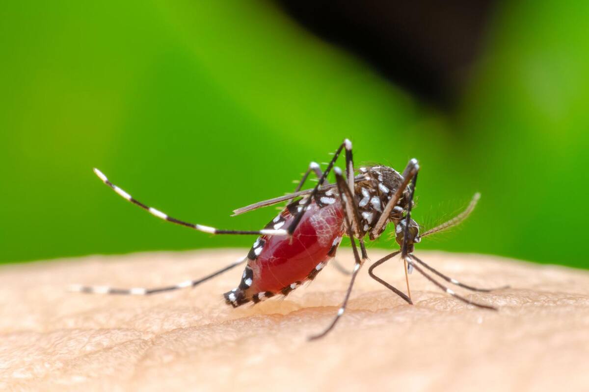 El mosquito Aedes Aegypti, transmisor del dengue y la fiebre amarilla