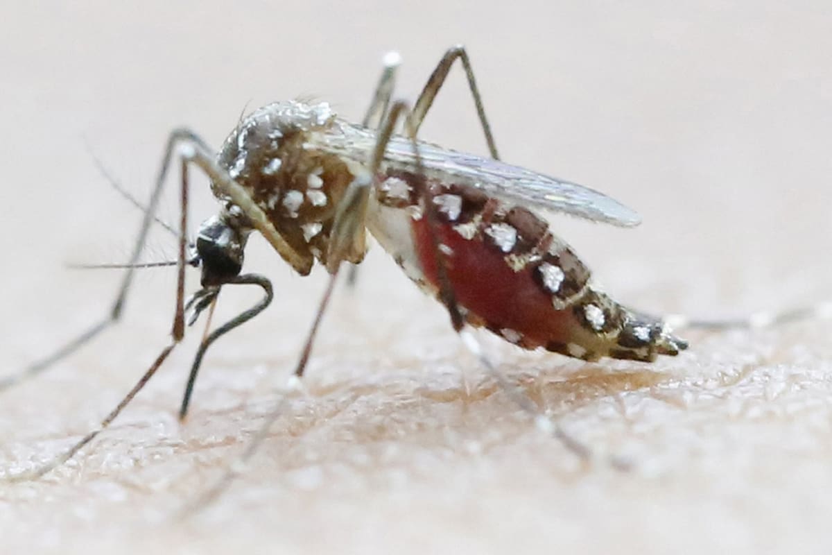 El mosquito Aedes Aegypti, transmisor del zika entre otras enfermedades