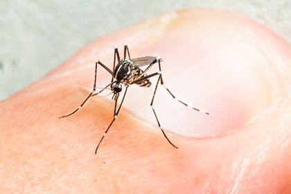 El mosquito Aedes aegypti transmite el virus