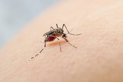 El mosquito Aedes aegypti transmite el virus del dengue