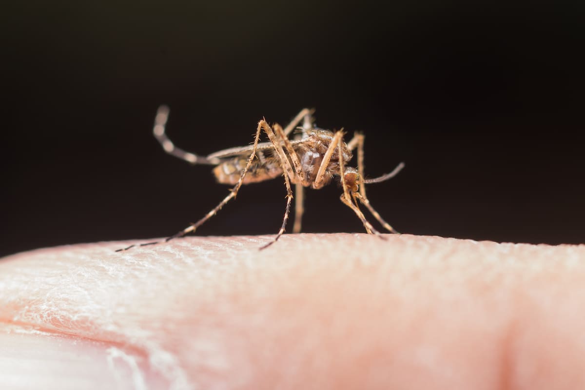 El mosquito Aedes aegypti transmite el virus del dengue