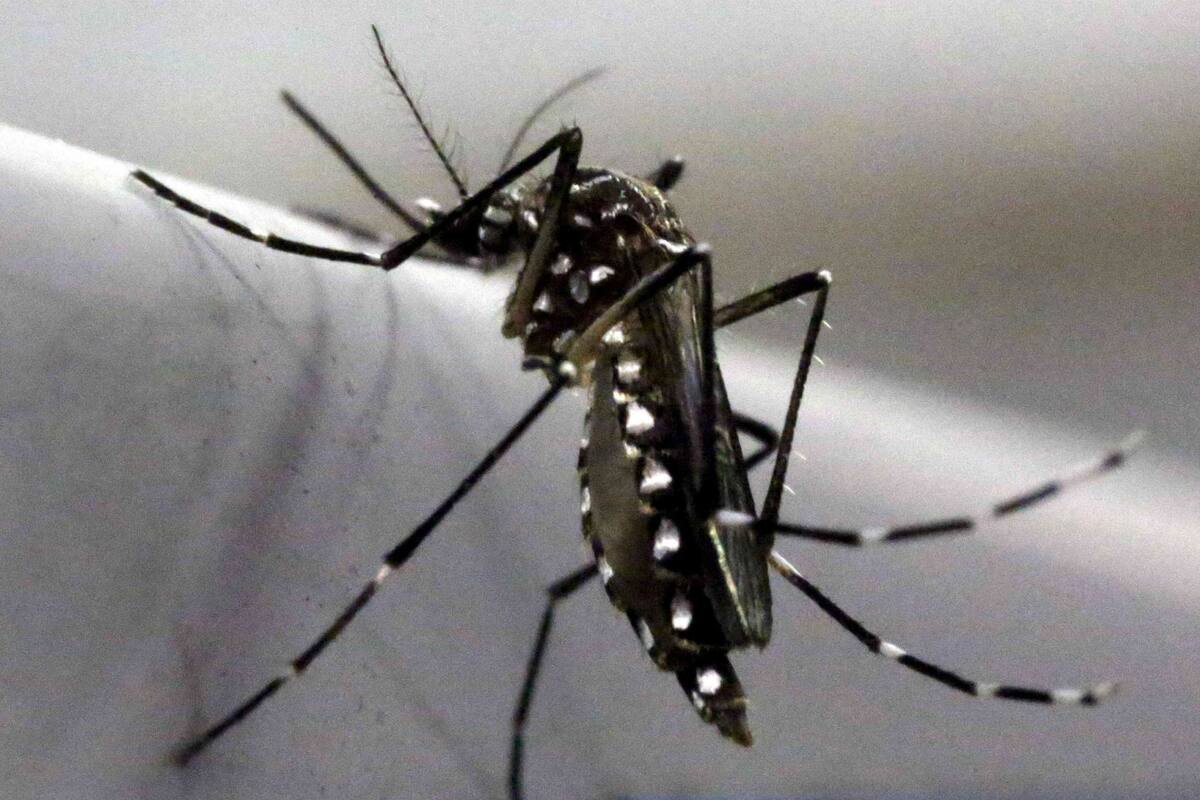 El mosquito Aedes aegyptie es el vector transmisor del zika, dengue y chikungunya