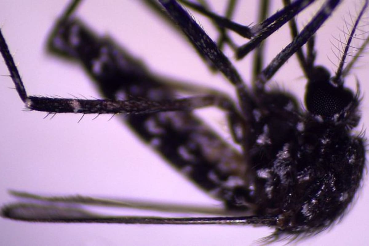 El mosquito Aedes vittatus ya era conocido en otras regiones. Pero fue detectado recientemente en República Dominicana y Cuba