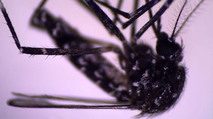 El mosquito Aedes vittatus ya era conocido en otras regiones. Pero fue detectado recientemente en República Dominicana y Cuba