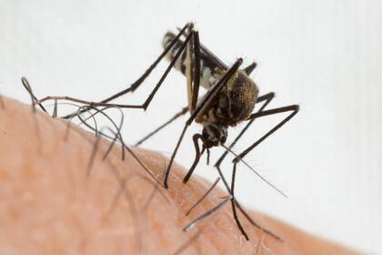 El mosquito Anopheles, transmisor de la enfermedad