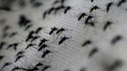 El mosquito es el transmisor del dengue