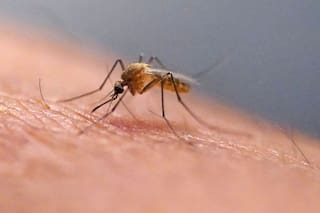 Siete consejos para evitar que la casa se llene de mosquitos