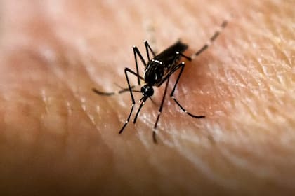 El mosquito que transmite el dengue