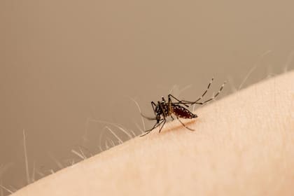 El mosquito transmisor del dengue vive mejor en temperaturas cálidas; se necesitan cinco o seis días de marcas de 15 grados o menos para que se reduzca su presencia