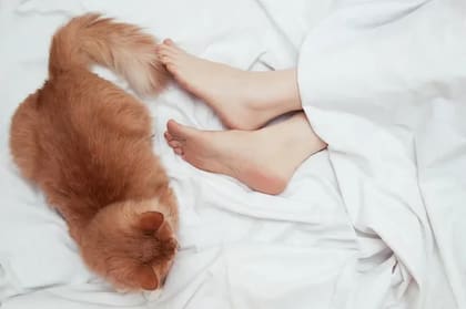 El motivo por el que los gatos huelen los pies de los humanos