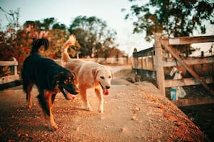 El motivo por el que los perros buscarían lugares para revolcarse estaría vinculado con un peculiar instinto animal (imagen ilustrativa)