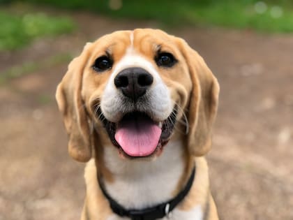 El motivo por el que los perros ladran sin motivo aparente