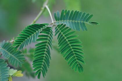 El movimiento que hace la Mimosa pudica es un mecanismo de defensa que busca asustar y disuadir a los insectos.