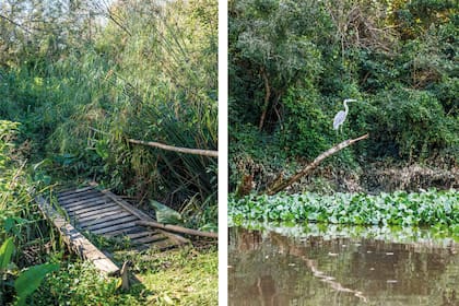 El muelle da la bienvenida bajo un plátano. A su lado, una garza mora, la garza más grande de América